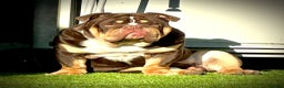 English Bulldog dogs for stud: Grandson of the Legendary City’s Ace  in London - Advert 14