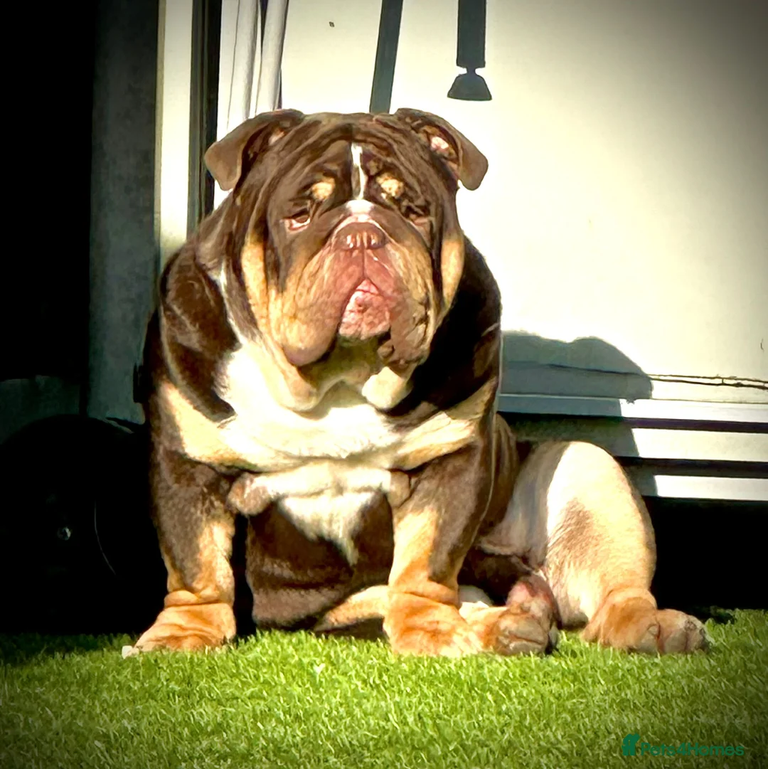 English Bulldog dogs for stud: Grandson of the Legendary City’s Ace  in London - Advert 14