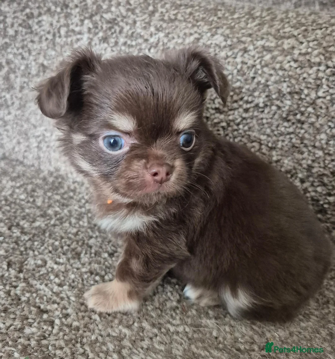 Chihuahua dogs for sale: Long coat KC puppies  - Advert 2
