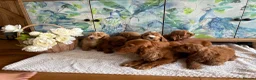 Cockapoo dogs for sale: Cockapoo F1 show type pups, PRIZEWINNING LINES  in Wellington - Advert 1