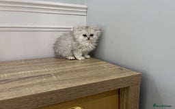 Persian cats for sale: Silver chinchilla Persian kittens  - Image 3
