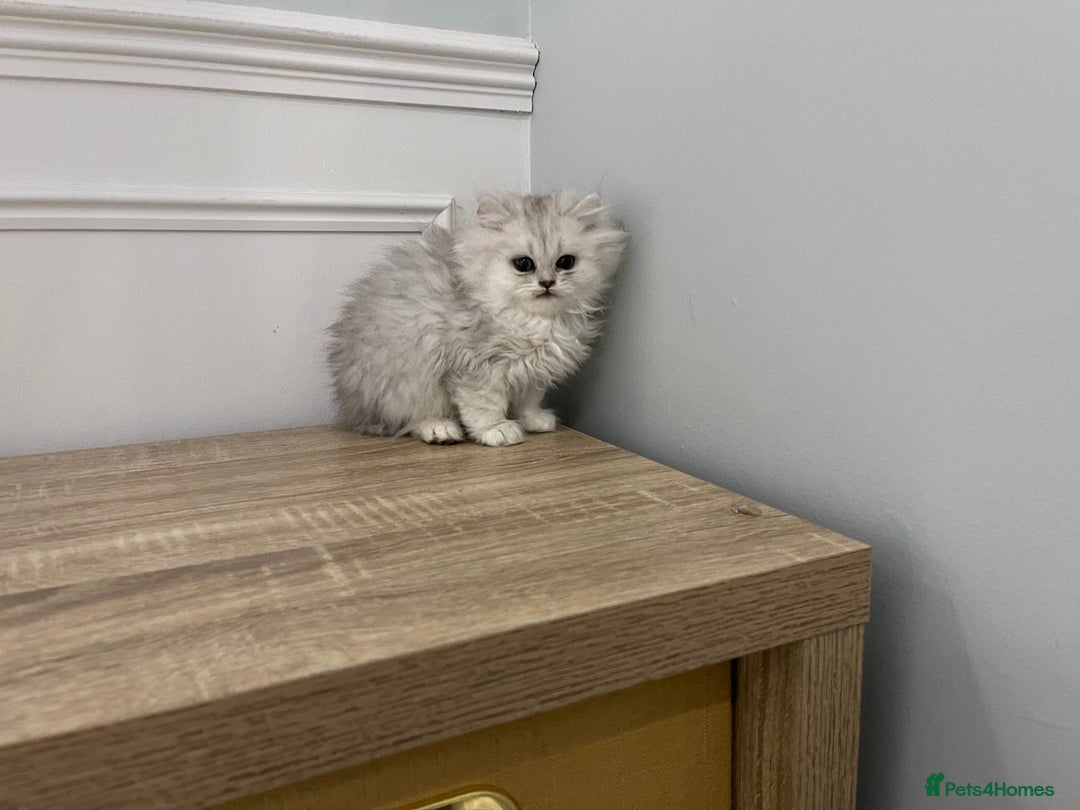 Persian cats for sale: Silver chinchilla Persian kittens  - Image 3