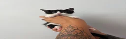 Mixed Breed cats for sale: Beautiful kittens - Advert 25