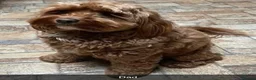Cavapoo dogs for sale: F1b Cavapoo puppies! - Advert 20