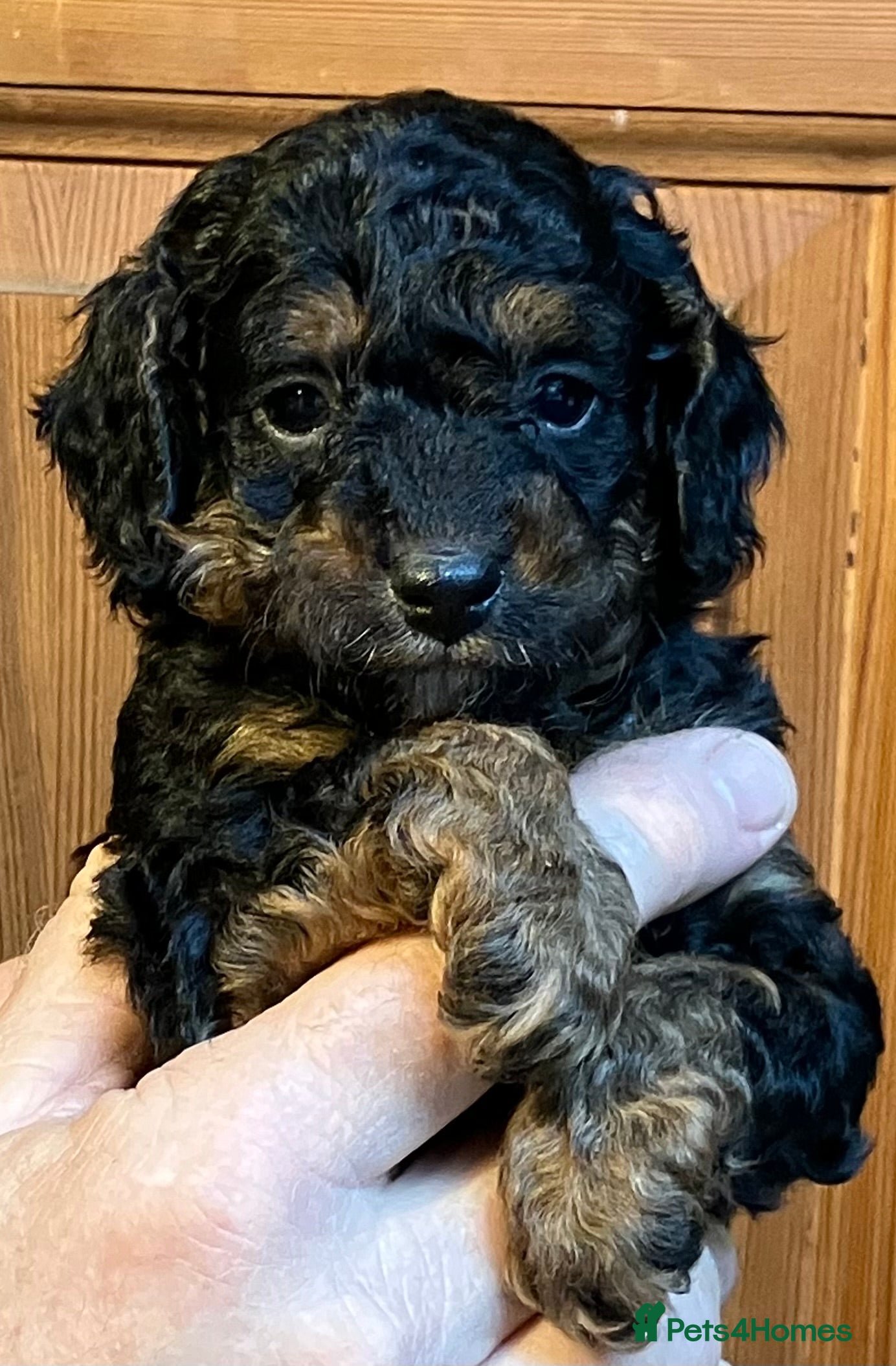 Miniature Poodle dogs MINIATURE POODLE PUPPIES x5 chocolate & apricot - Advert 5