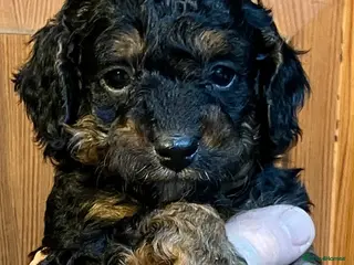 Miniature Poodle dogs MINIATURE POODLE PUPPIES x5 chocolate & apricot - Advert 2