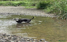 Dachshund dogs for sale: Blue male dachshund  - Image 1