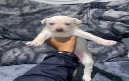 Mixed Breed dogs for sale: 8 beautiful staff cross shepsky pups  - Image 2