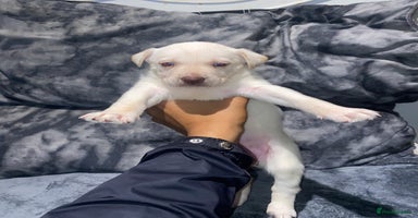 Mixed Breed dogs - Advert 6