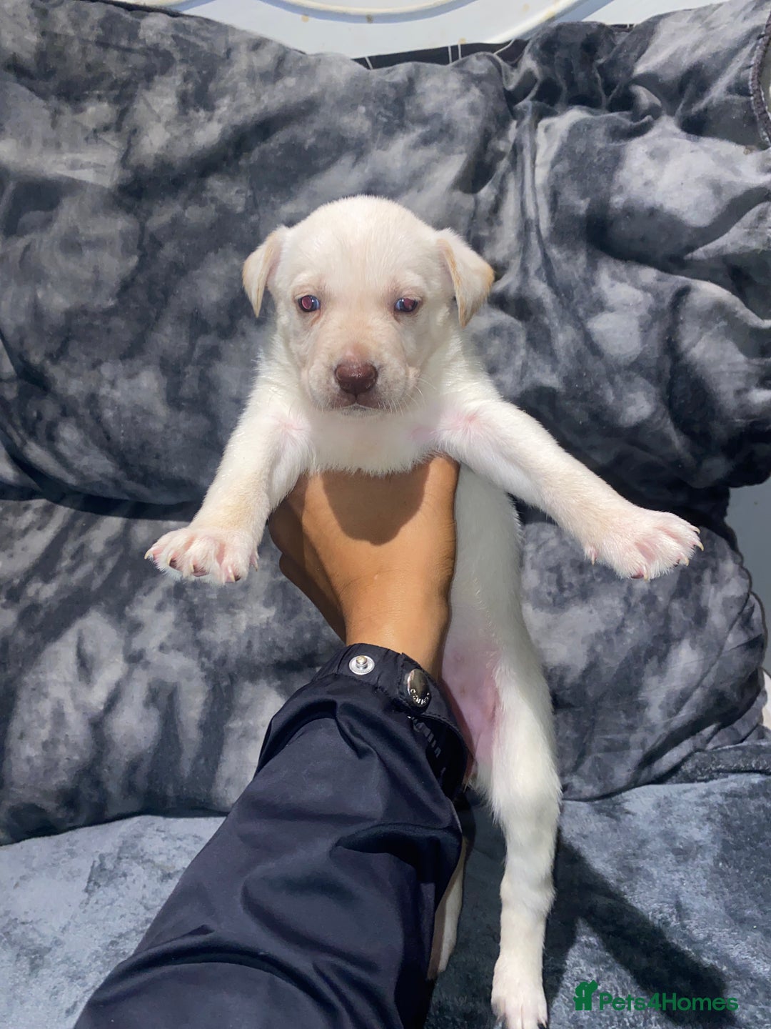 Mixed Breed dogs for sale: 8 beautiful staff cross shepsky pups  - Image 2