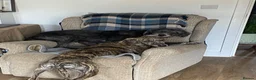 Lurcher dogs for sale: 6 month old female Lurcher  - Advert 5