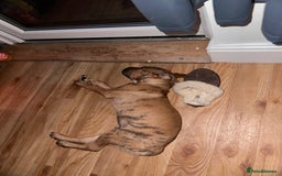 Mixed Breed dogs for sale: Well-Trained Pup Looking for His Forever Home - Image 9