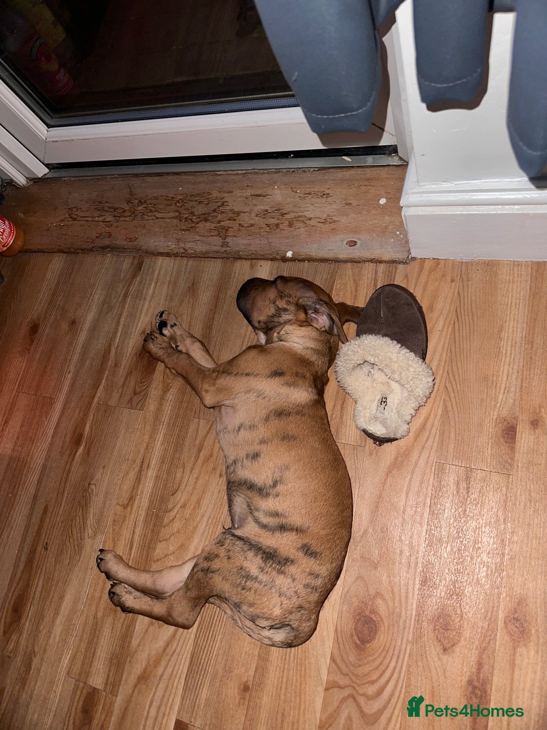 Mixed Breed dogs for sale: Well-Trained Pup Looking for His Forever Home - Image 9