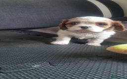 Cavalier King Charles Spaniel dogs for sale: Cavaliers King Charles spaniels - Image 30