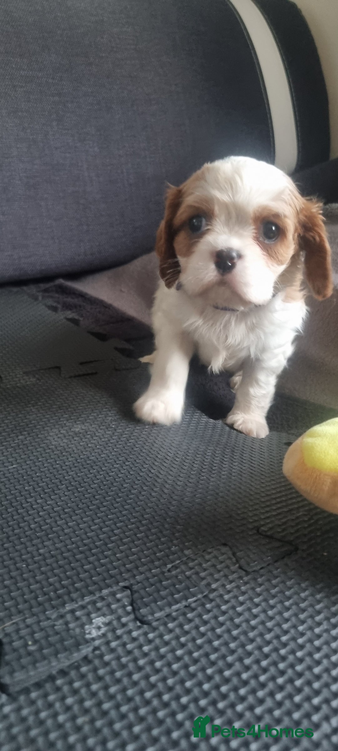 Cavalier King Charles Spaniel dogs for sale: Cavaliers King Charles spaniels - Image 30