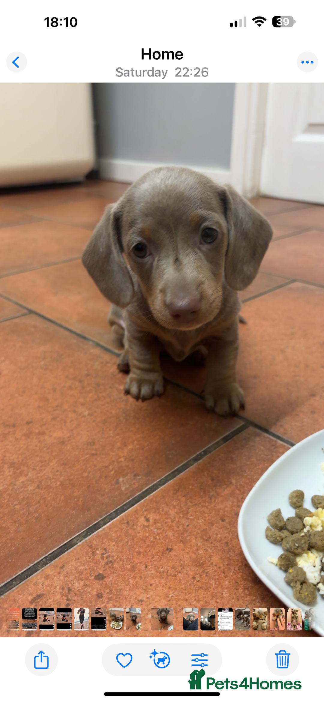 Miniature Dachshund dogs for sale: Isabella & tan Miniature dachshund  - Image 3