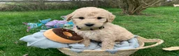 Goldendoodle dogs for sale: Standard GoldenDoodle Puppies - Advert 8