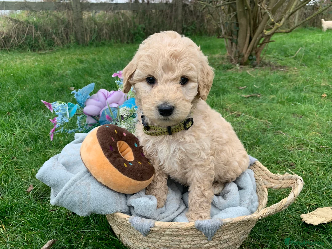 Goldendoodle dogs for sale: Standard GoldenDoodle Puppies - Advert 8