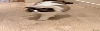 Ragdoll cat 2 