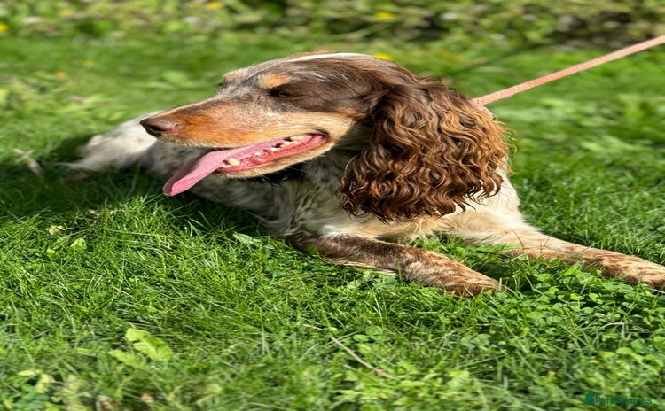 Cocker Spaniel dogs - Advert 1