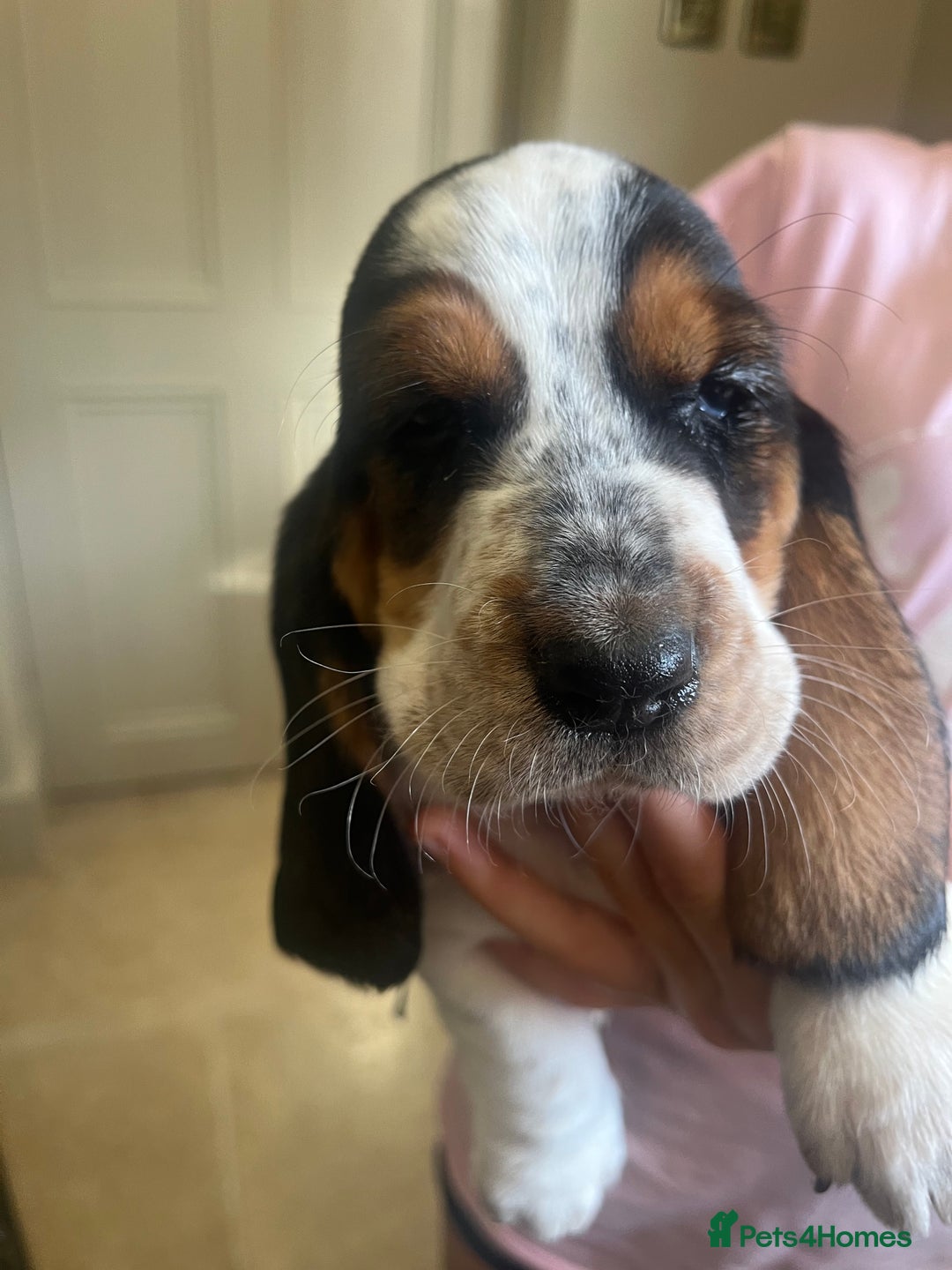 Basset Hound dogs for sale: Beautiful Basset Hound puppies - Image 3