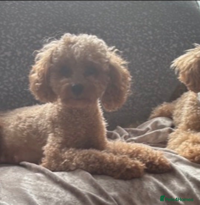 Maltipoo dogs Maltipoo - Advert 2