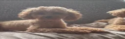 Maltipoo dogs for sale: Maltipoo in Belfast - Advert 1