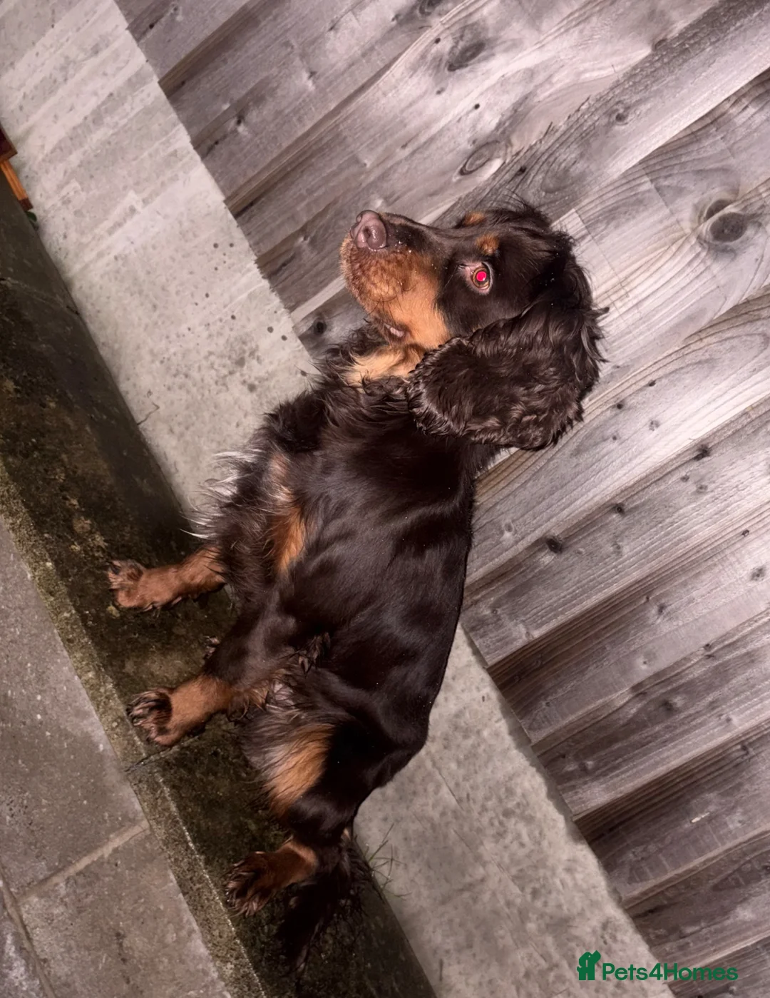 Cocker Spaniel dogs for sale: Male Cocker Spaniel - Advert 2