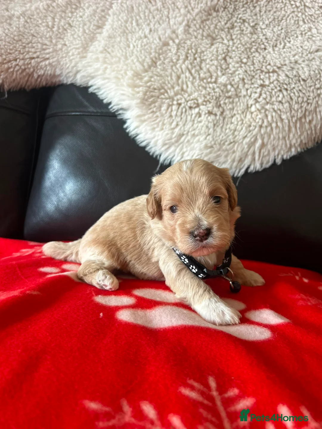 Maltipoo dogs for sale: Gorgeous maltipoos - Advert 19