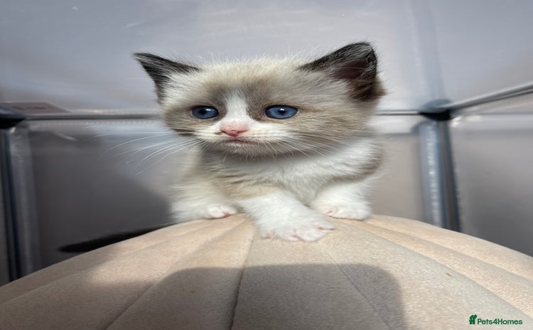 Ragdoll cats - Advert 4