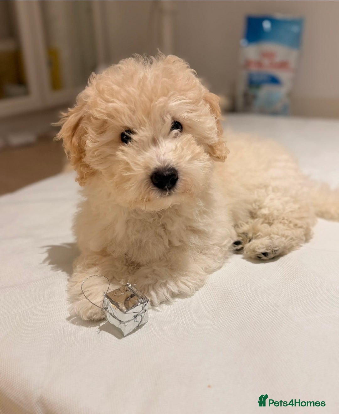 Maltipoo dogs for sale: Maltipoo puppy - Advert 5