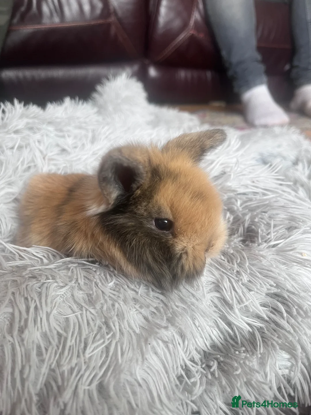 Mini Lion Lop rabbits for sale: 3 stunning lion lops for sale - Advert 2