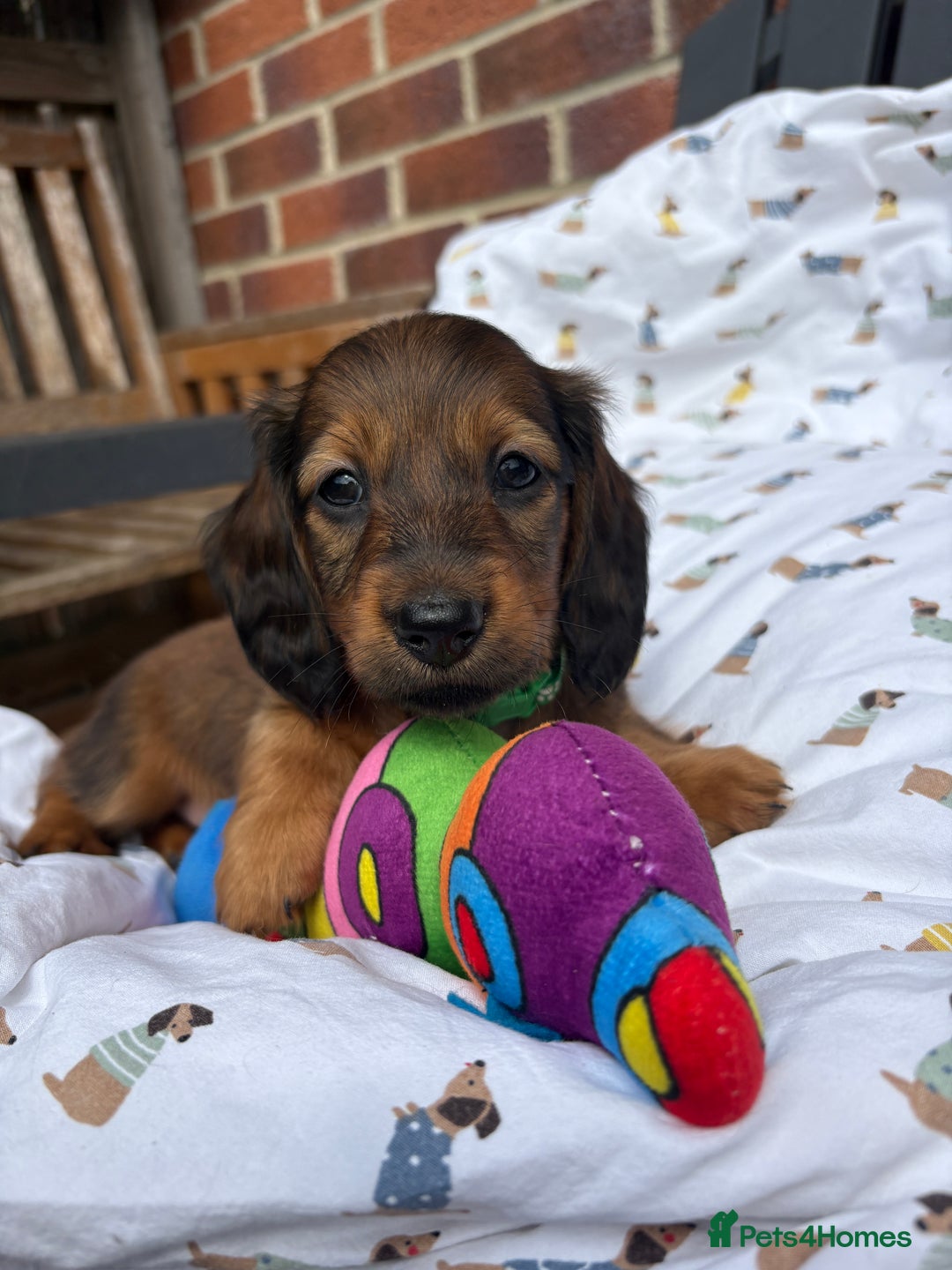 Miniature Dachshund dogs for sale: Amazing Champ Bloodlines Mini Dachshunds ✨ - Image 16