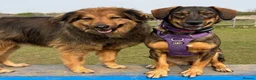Mixed Breed dogs for adoption: Misty (Shepherd/Hound mix) in Bushey - Advert 4
