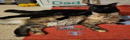 Maine Coon cats for sale: ✨ Meet Our Magnificent Maine Coon Kittens ✨ - Advert 11