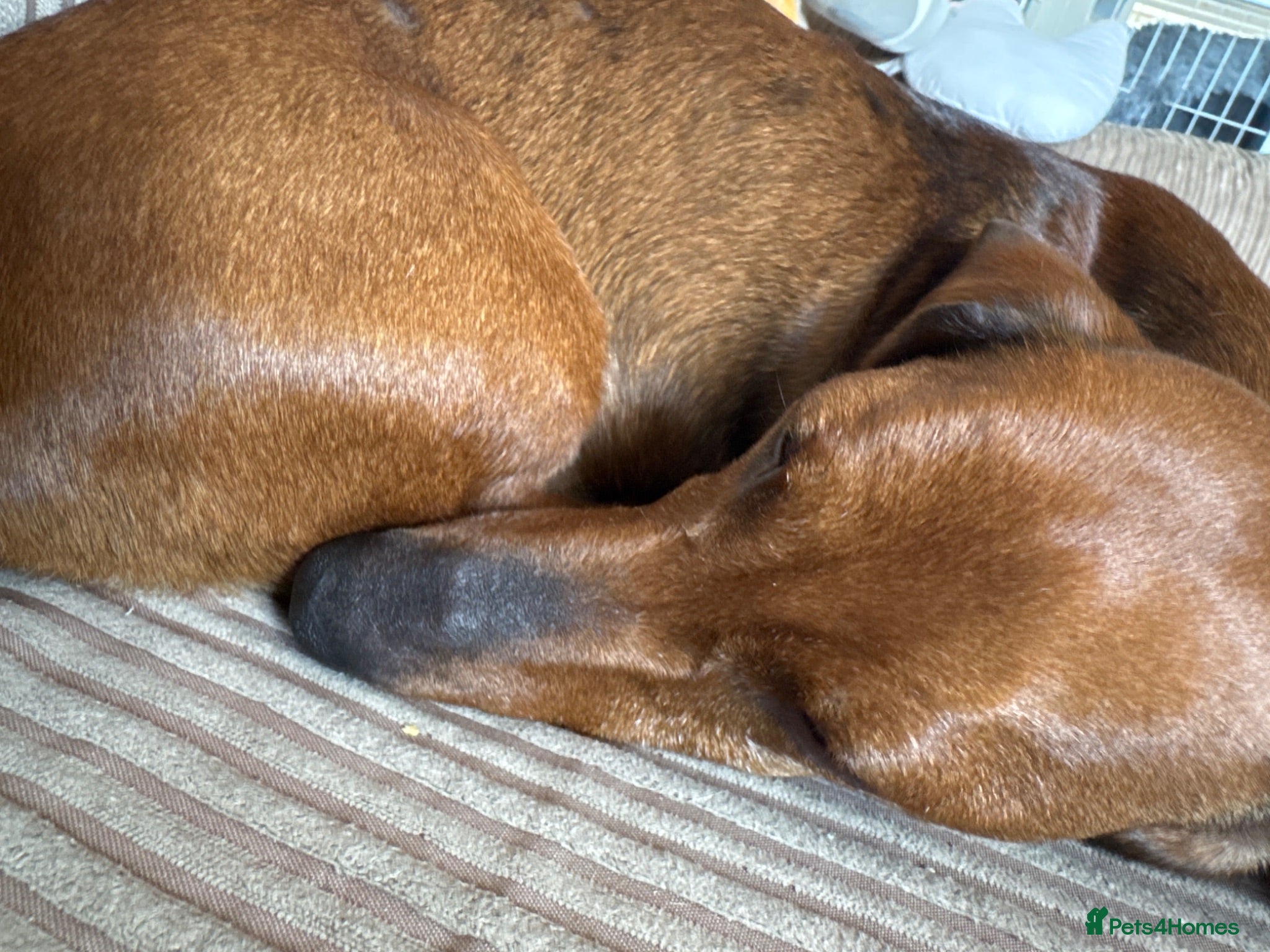 Doxiepoo dogs Doxiepoos due mid August waiting list open - Advert 1
