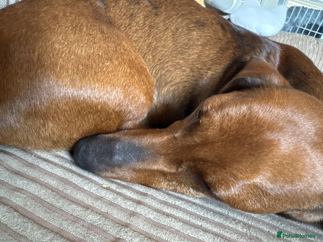 Doxiepoo dogs for sale: Doxiepoos due mid August waiting list open - Advert 1