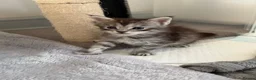 Maine Coon cats for sale: Silver Tabby mainecoon - Advert 6