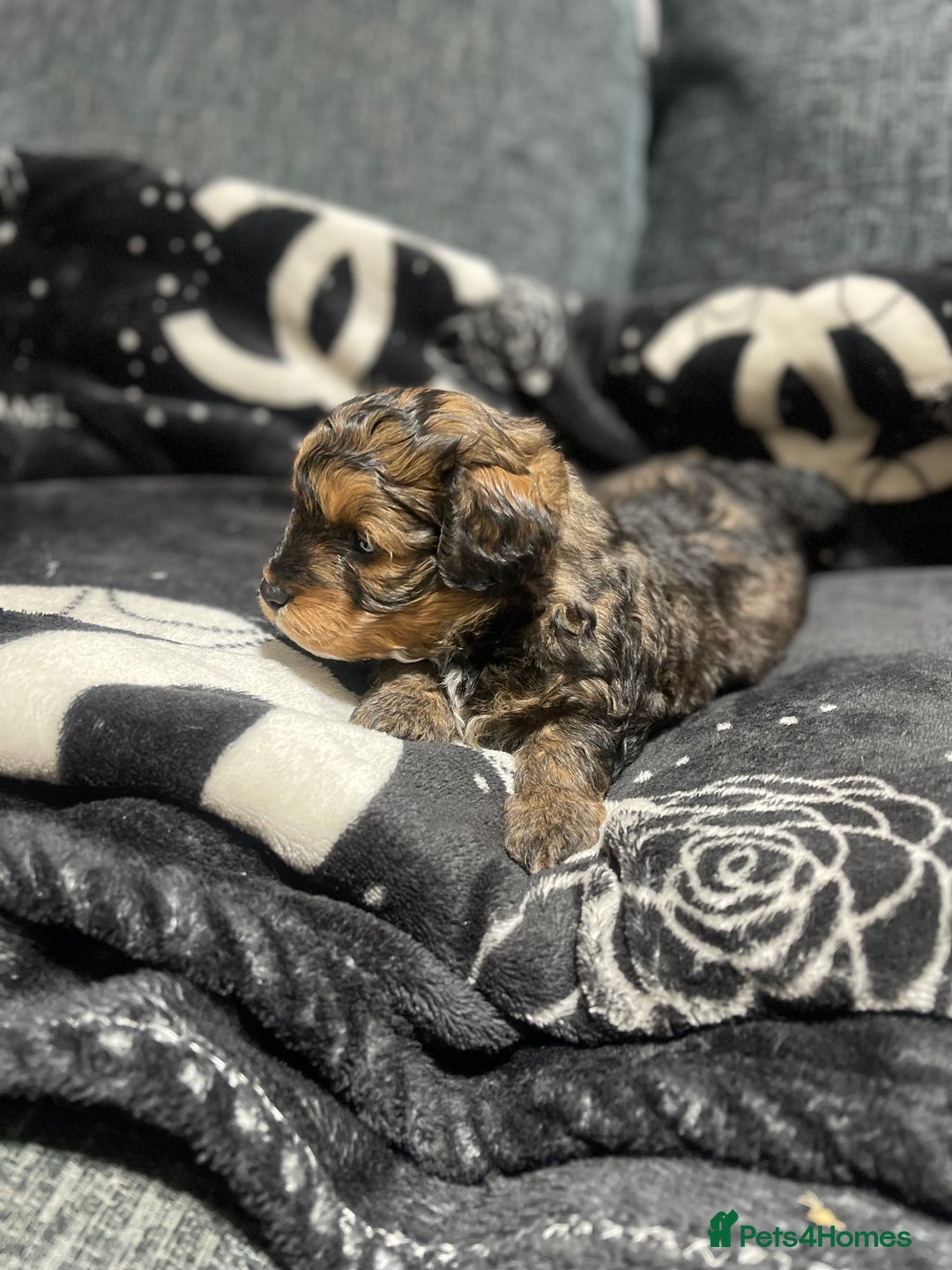 Pomapoo dogs for sale: Beautiful Pomapoo boys - Image 11