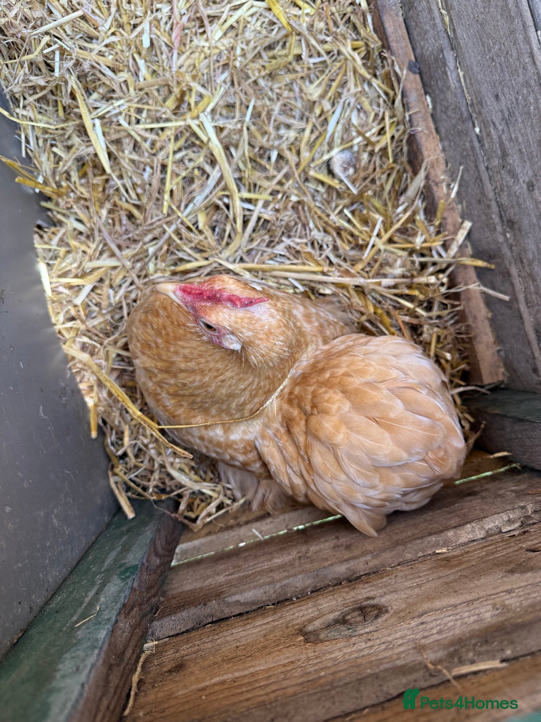 Chickens poultry for sale: 2 POL hens  - Image 4