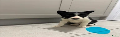 Border Collie Puppy 4