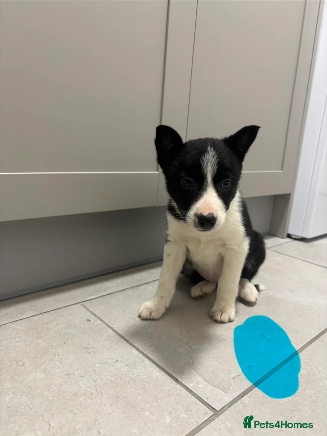 Border Collie dogs for sale: Border Collie puppies for sale - Advert 17