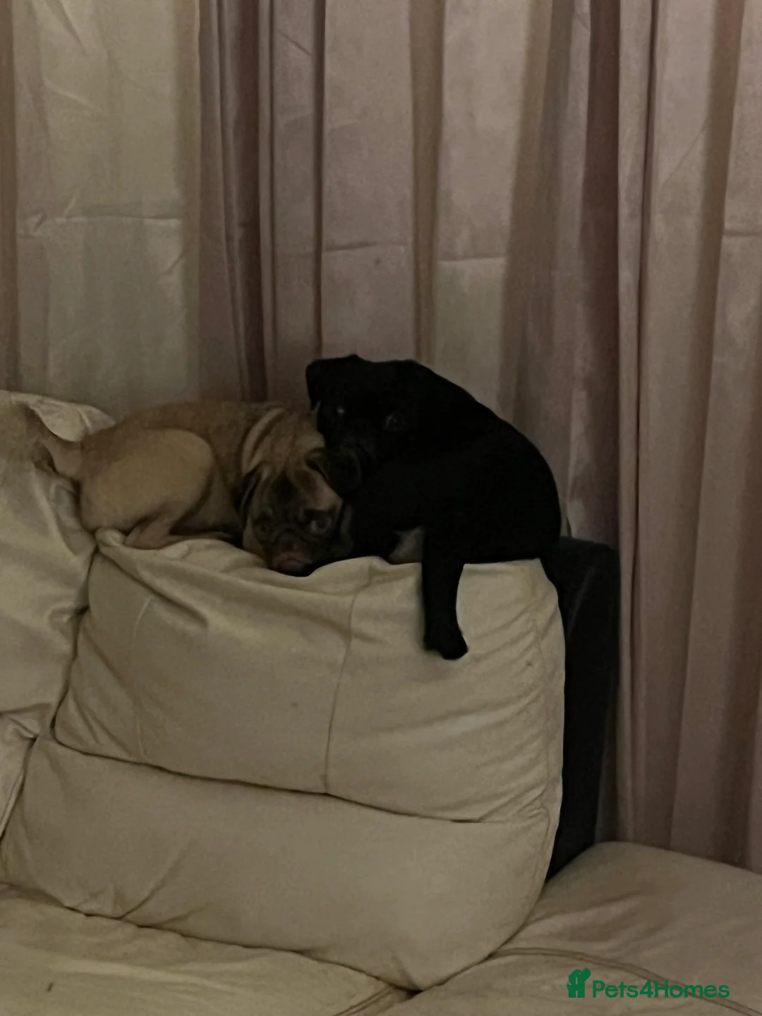 Pug dogs for stud: Stunning black tan male pug for stud  - Advert 3