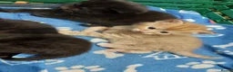 Mixed Breed cats for sale: Adorable Playful Kittens Looking for Home 🐾 - Advert 13