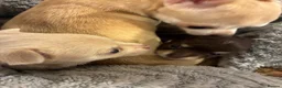 Chihuahua dogs for sale: Two Beautiful, Well-Socialised Chihuahua boys  - Advert 16