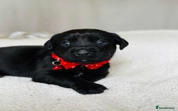Springador dogs for sale: Springador Puppies - Image 1
