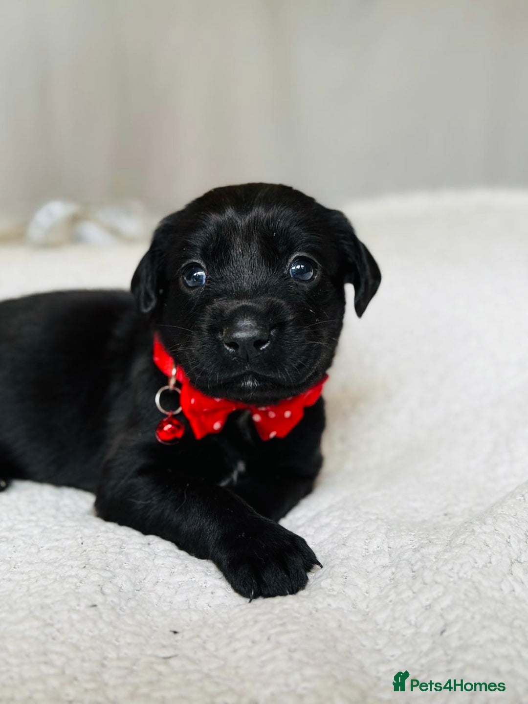 Springador dogs for sale: Springador Puppies - Image 1