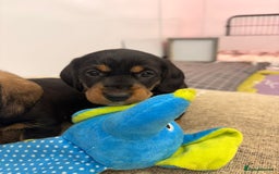 Dachshund dogs for sale: Wire Haired Dachshund Puppies - Image 18