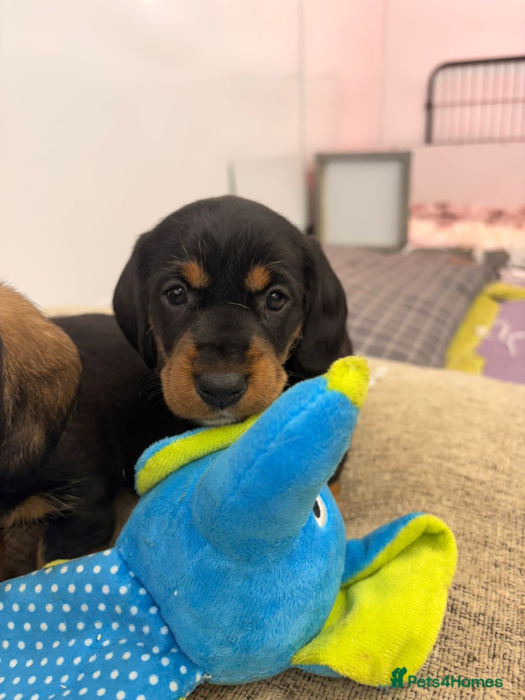 Dachshund dogs for sale: Wire Haired Dachshund Puppies - Image 18