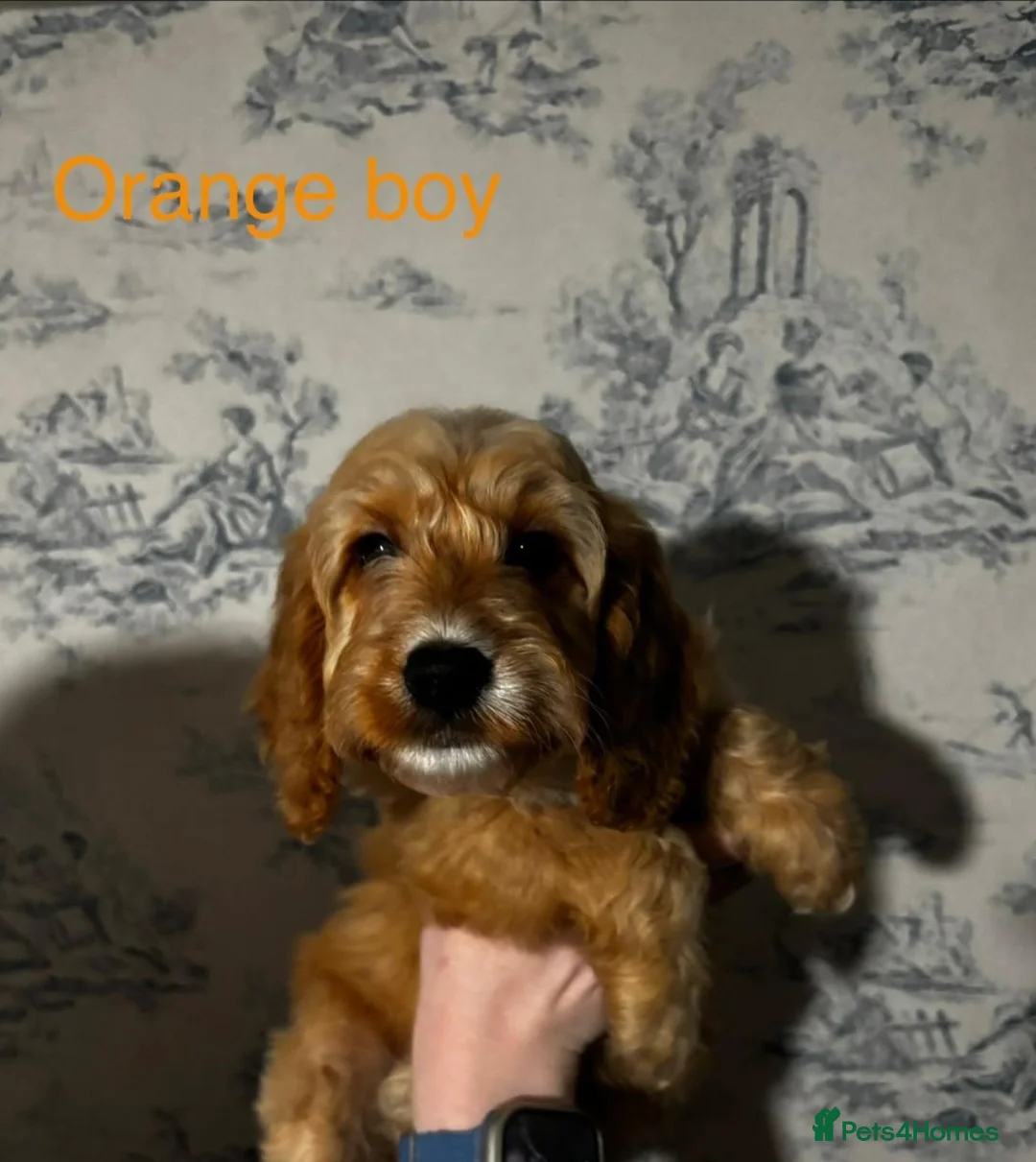 Cockapoo dogs for sale: Beautiful F1b Cockerpoo Puppies – in Bradford - Advert 2